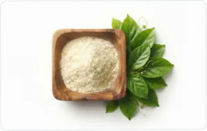 Gymnema sylvestre extract powder